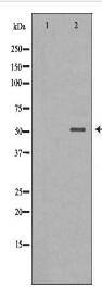 VTN Antibody