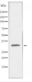 OR10C1 Antibody