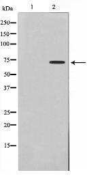 DMPK Antibody