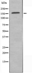 MRC1 Antibody