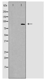 STAT5A/B Antibody