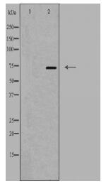 SLC44A1 Antibody