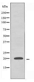 RPL15 Antibody
