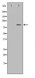 SH2B1 Antibody