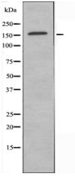 MLH3 Antibody