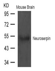 Neuroserpin Antibody