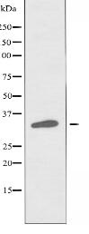 SLC25A31 Antibody