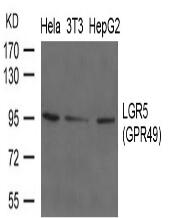 LGR5(GPR49) Antibody