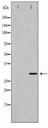 YWHAE Antibody