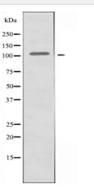 NCOA7 Antibody