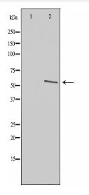TAF1A Antibody