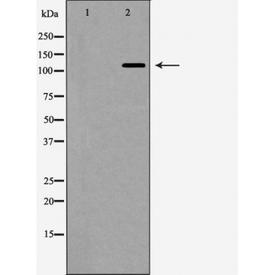 nNOS Antibody