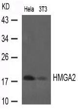 LIN28B Antibody
