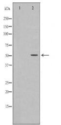 ODC1 Antibody