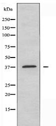OR10D4 Antibody