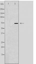 SSH3 Antibody
