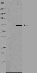 PARP2 Antibody