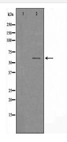 TCF4/12 Antibody