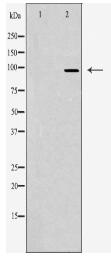 JAKMIP2 Antibody