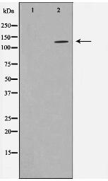 HSP40 Antibody