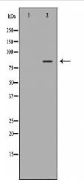 SIRT1 Antibody