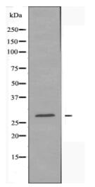 KLRC1 Antibody