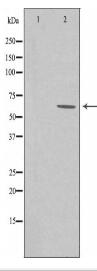 KCNV2 Antibody