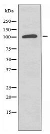 STK10 Antibody