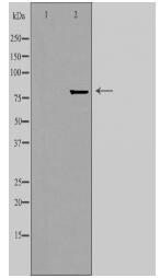 ZNF280C Antibody