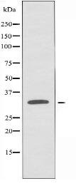 SLC39A9 Antibody