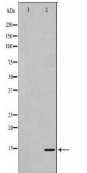 SH2D1A Antibody