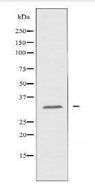 RAB5C Antibody