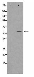 SFRS4 Antibody