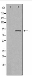 SLC9A8 Antibody