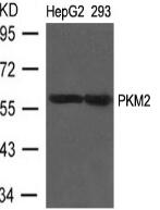 PKM2 Antibody