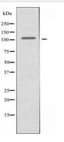 LGR6 Antibody