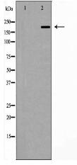 ZO 1 Antibody
