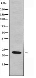 MYL3 Antibody