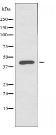 SERPINB7 Antibody