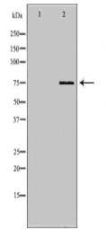 NDC80 Antibody