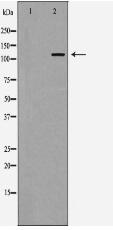 PI3 kinase P110α Antibody