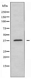 SLC39A1 Antibody