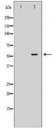 SLC1A4 Antibody