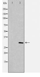 PSME3 Antibody