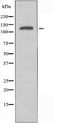 SLC4A8/10 Antibody