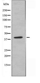 NDUFA9 Antibody