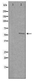 SERINC2 Antibody