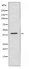 PTGDR Antibody