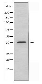 OR10A4 Antibody