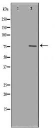 XRCC6 Antibody